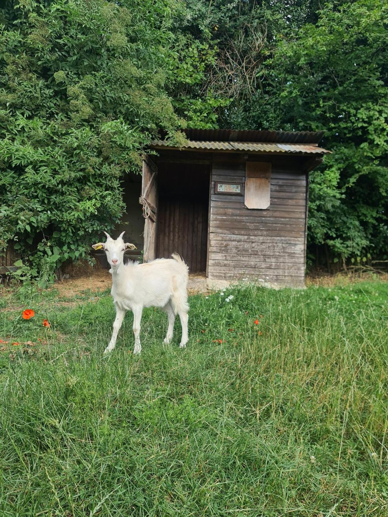 Chambre A La Ferme, Les Vergers Du Muscardin Breel Exteriör bild